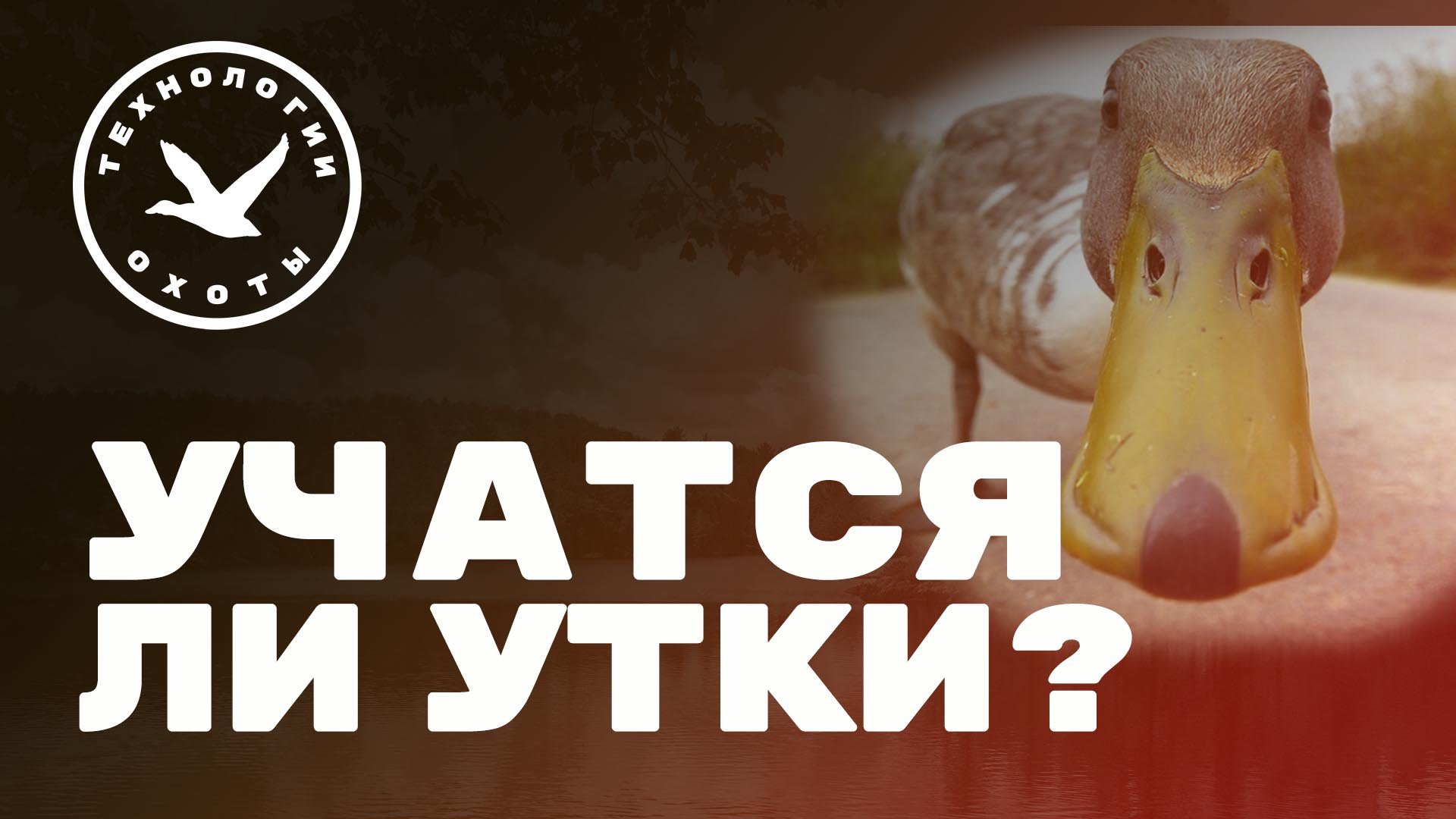 Учится ли утка смотреть онлайн