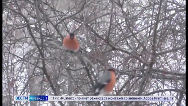 Специалисты рассказали, почему птицы погибают зимой смотреть онлайн