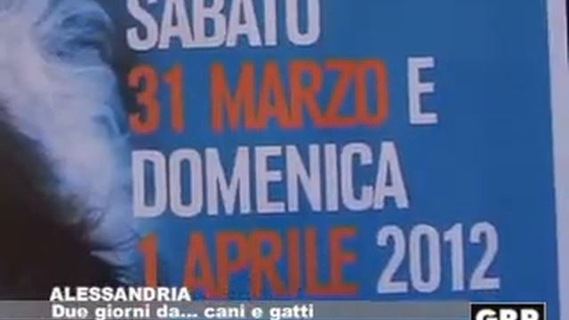 Alessandria, due giorni da... cani e gatti - GRP Televisione смотреть онлайн