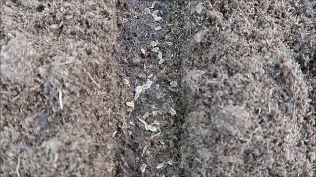 Перцы, батат, каллы и новые грядки 2021 03 смотреть онлайн