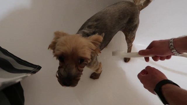 Йорк Дези моется в ванной после прогулки! смотреть онлайн