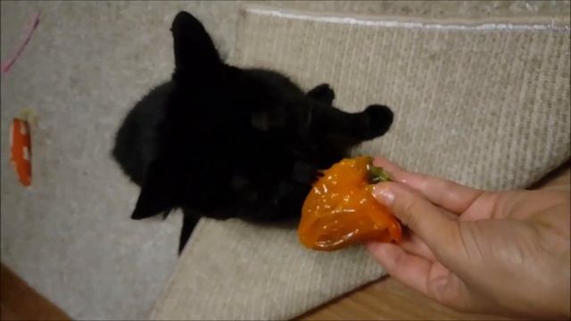 Кошка ест хурму смотреть онлайн