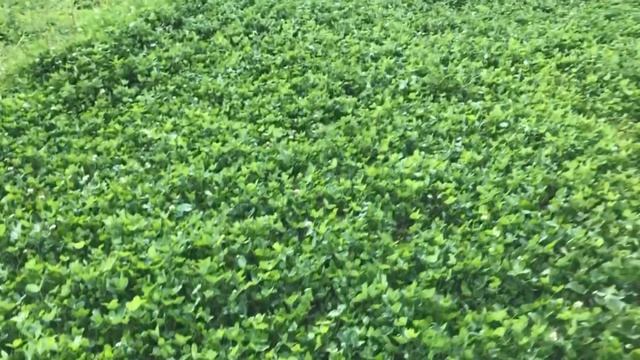 Супер клевер! Клевер красный и белый - отличный результат посадки. смотреть онлайн