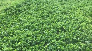 Супер клевер! Клевер красный и белый - отличный результат посадки.