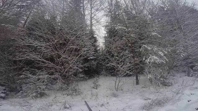 Прогулки по лесу. Заяц беляк, охота, красота смотреть онлайн