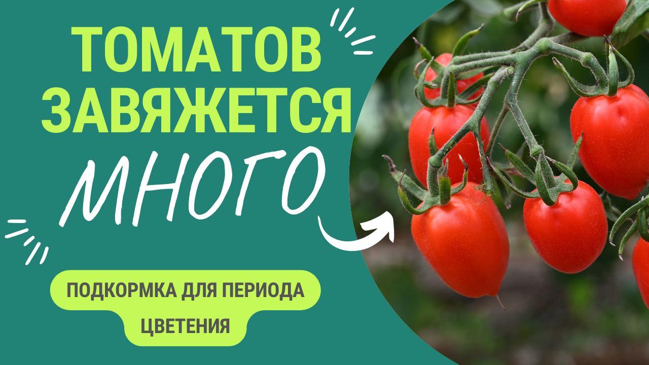 Томатов завяжется намного больше с такой подкормкой. Схема подкормки во время цветения. смотреть онлайн