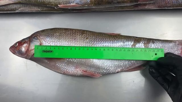 Жерех Каспий смотреть онлайн