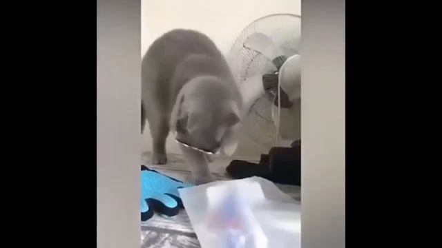 ПРИКОЛЫ 2020 СМЕШНЫЕ ЖИВОТНЫЕ , КОТЫ СОБАКИ ПЕТУХИ   ПРИКОЛЮХА. приколы 2020 лучшие до слез