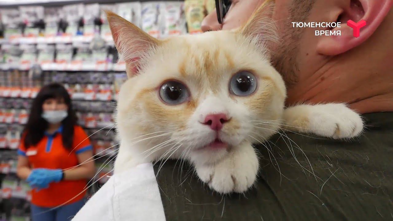Примерка-ТВ: Зоомагазин «Petshop.ru»