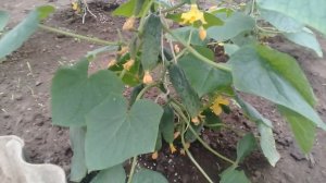 Прищипывание огурцов, сорт "Герман". Обзор теплиц.