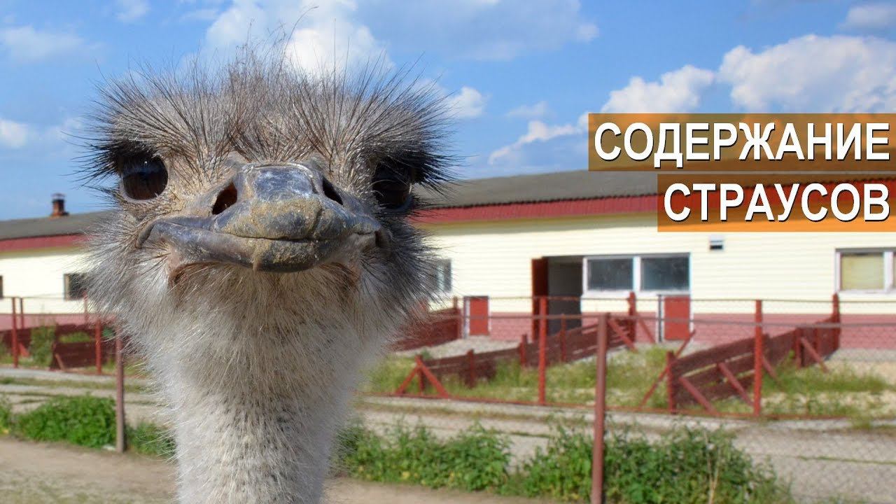 Содержание страусов. Ферма Русский Страус смотреть онлайн