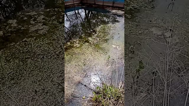 Лягушки орут!!! Смотреть со звуком!!!