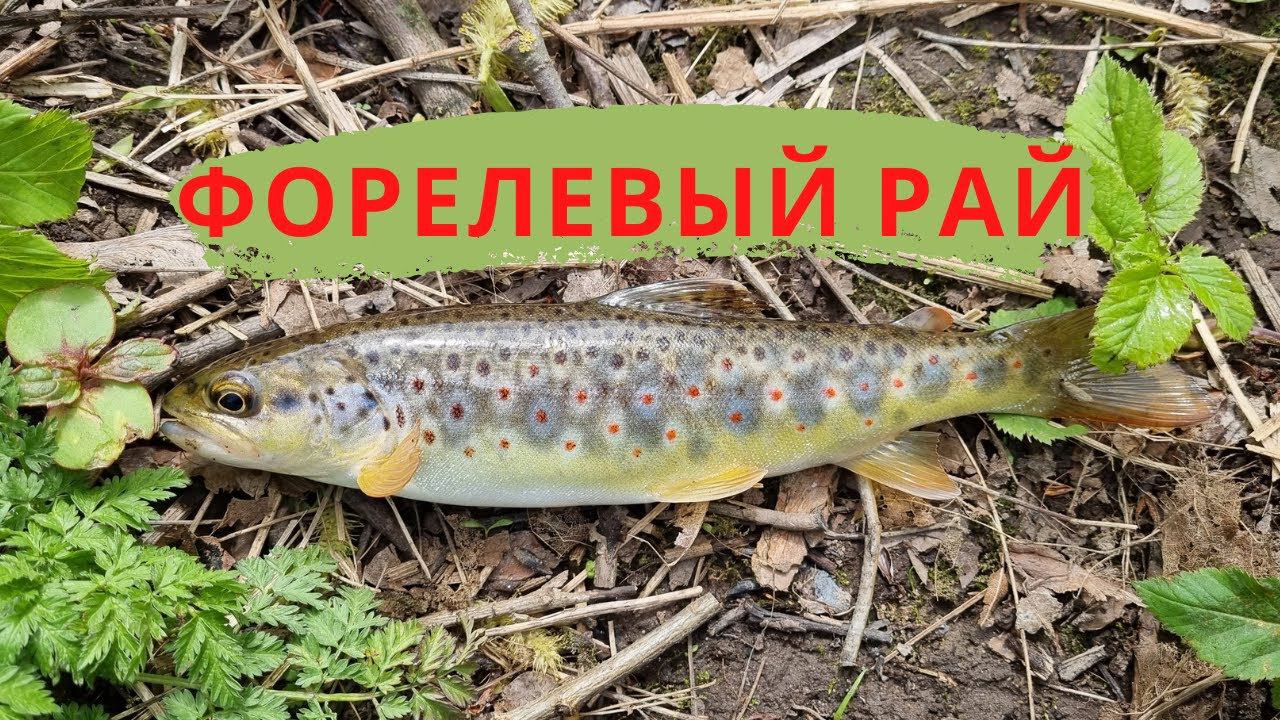 #25 #ультралайт #форель Форелевый рай. Выпуск №1 смотреть онлайн