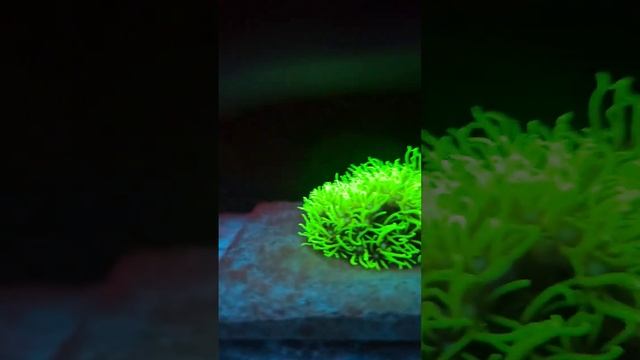 Favia And Green Star Polyps #reeftank #reefaddict #coral