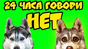 24 ЧАСА ГОВОРИ НЕТ (Хаски Бублик) Говорящая собака Mister Booble