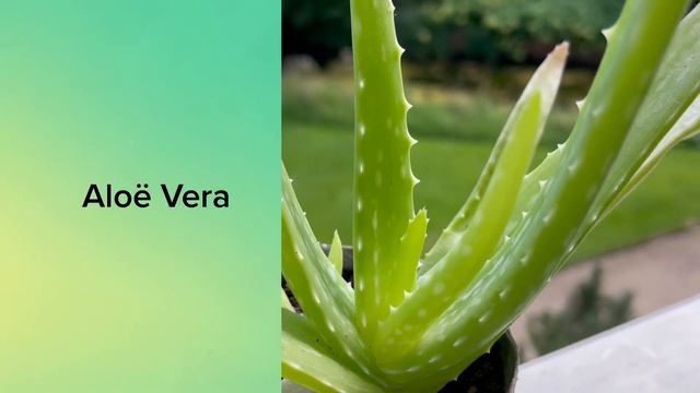 8 kamerplanten met sterk luchtzuiverende kwaliteiten, highly air-purifying Indoorplants смотреть онлайн