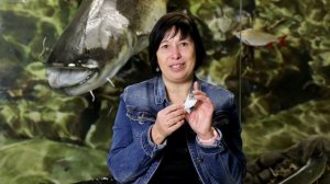 Какая бывает чешуя у рыб? Наталья Носова