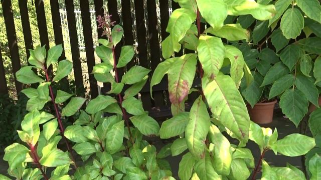 Fuchsia paniculata Lindl. смотреть онлайн