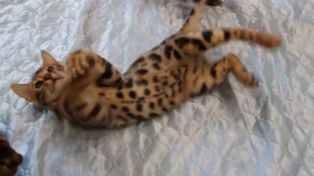 катята смотреть онлайн