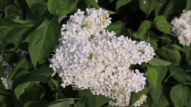 Какой прекрасный и милостивый у нас Господь. Пасха Красная - Нина Павлова смотреть онлайн