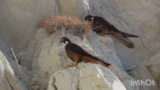 Eleonorin Sokol Na Cipru - Falco Eleonorae - Eleonora's Falcon - Falco Della Regina