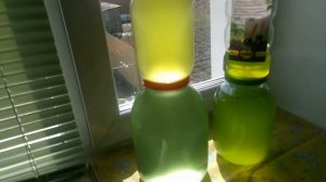 Сама вырастила Хлореллу из аквариумной воды на солнце