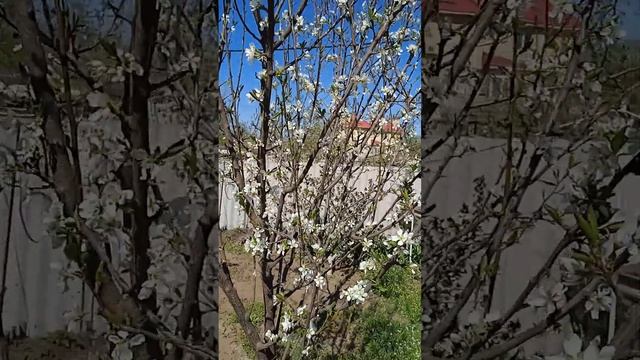 ширафуга, уникум смотреть онлайн