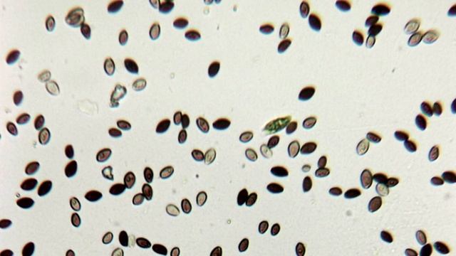 Coprinopsis atramentaria или чернильный гриб смотреть онлайн