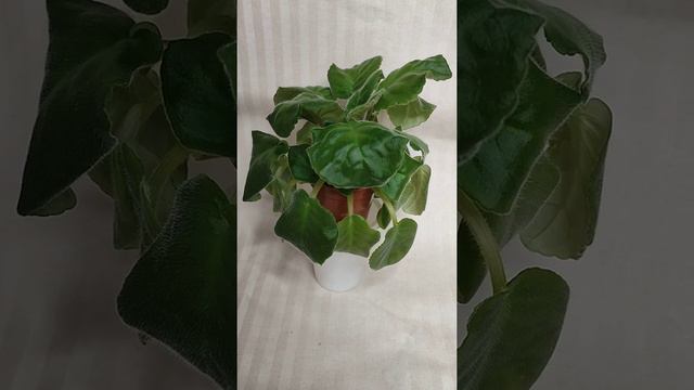 Фиалка потеряла тургор. Разбор случая. Дальнейшая тактика. смотреть онлайн