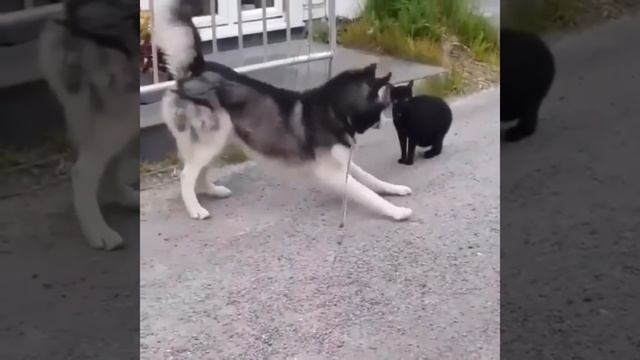 Funny And Cute Husky Puppies Compilation #11 Adorable Husky Puppy смотреть онлайн