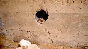 ЧЕМ ЗАКРЫТЬ ПРОДУХИ ОТ МЫШЕЙ