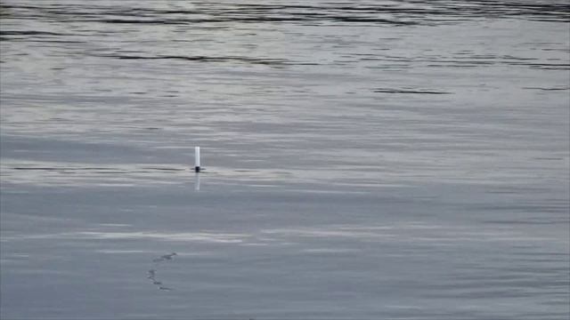 Ловля плотвы на супервидимый крылатый поплавок! Это прорыв!.mp4 смотреть онлайн