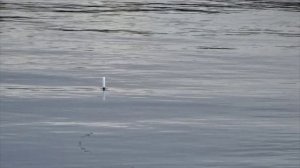 Ловля плотвы на супервидимый крылатый поплавок! Это прорыв!.mp4