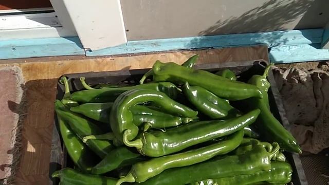 Перец сладкий Питон,обзор урожая. смотреть онлайн