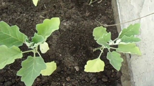 НА КАКОМ РАССТОЯНИИ НУЖНО ВЫСАЖИВАТЬ БАКЛАЖАНЫ. Видео Ольги Черновой 23 мая смотреть онлайн