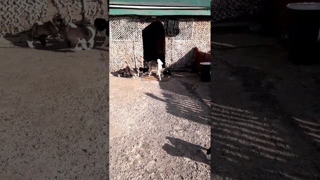 Щенки американской акиты