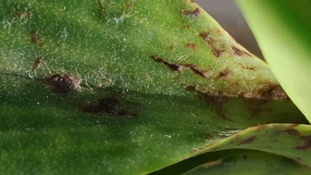 НЕ БЫЛО ПЕЧАЛИ, КУПИЛА БАБА ОРХИДЕЮ!. НЕ МАЛА БАБА КЛОПОТУ... ИЛИ КАКИЕ ОРХИДЕИ НЕ НАДО ПОКУПАТЬ!?? смотреть онлайн