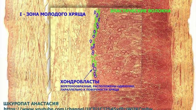 Гистологический препарат "Эластический хрящ" смотреть онлайн