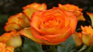 Роза Хай Мэджик (High magic) — что это за гибридный сорт, описание