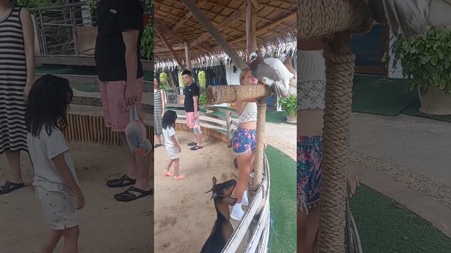 Контактный зоопарк в отеле Thavorn palm beach смотреть онлайн