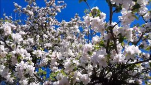 ЦВЕТЕНИЕ САКУРЫ - Юкари Ито - ЦВЕТОК ЛЮБВИ