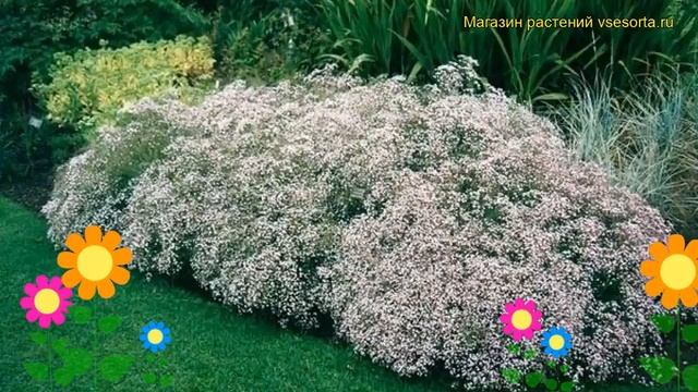 Гипсофила метельчатая. Краткий обзор, описание характеристик gypsophila paniculata смотреть онлайн