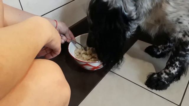 Спаниель Гай:" ОПЯТЬ ОВСЯНКА!" смотреть онлайн