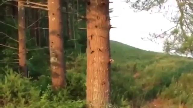Кенгуру боксер 360p смотреть онлайн