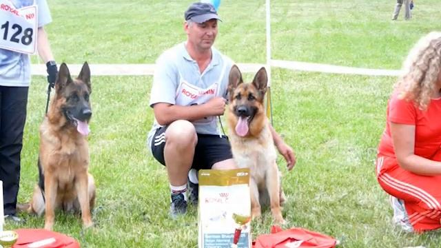 Немецкая овчарка ФАНТА смотреть онлайн