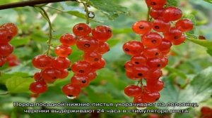 Когда и как размножить красную смородину