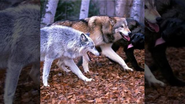 Волки смотреть онлайн