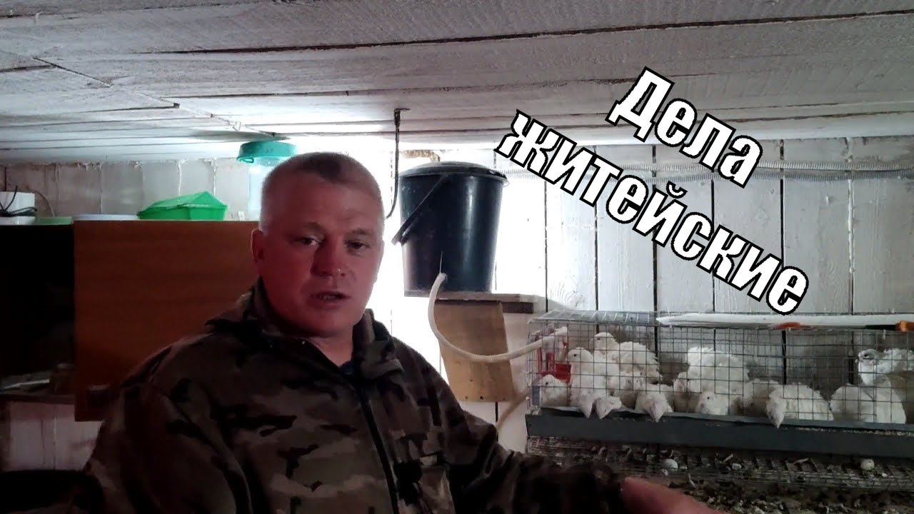 Утренний сервис цыплятам Рубрика Дела житейские смотреть онлайн