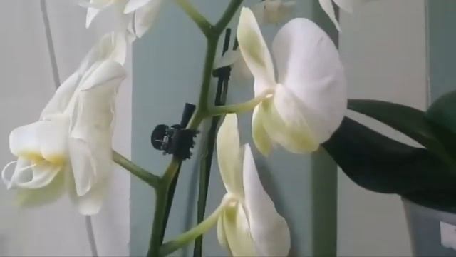 Поздравляю с днем бухгалтера и дарю вам Орхидеи смотреть онлайн