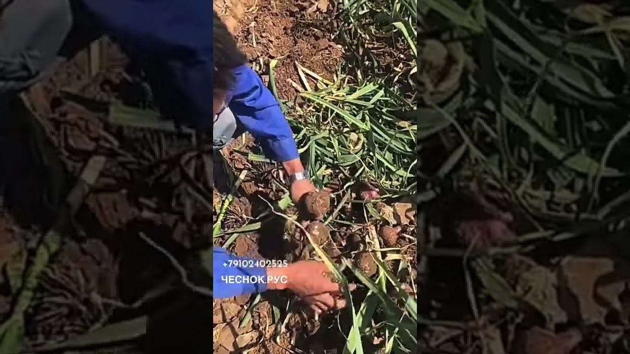 Комбайн чесночный ручной самоходный смотреть онлайн